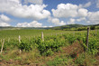 Vineyard field Vineyard field