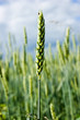 wheat ear