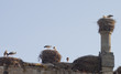 Stork´s nest on roof of house in ruin