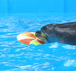 Delfin