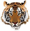 Tiger head