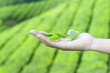 tea leaf