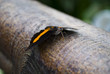 Beautiful butterfly in the park
