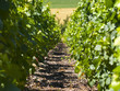 vignes