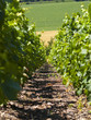vignes