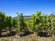 vignes
