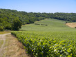 Vignes