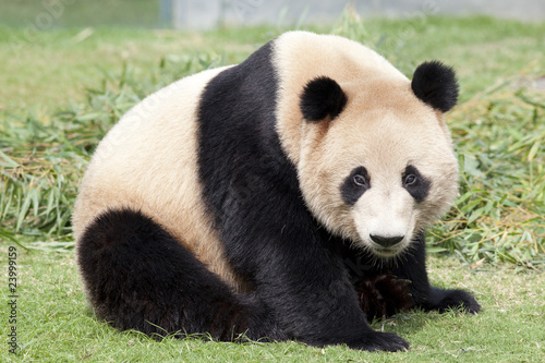 Photo: かわいいジャイアントパンダ かわいいジャイアントパンダ