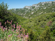 Fleurs et montagne du Lubéron Fleurs et montagne du Lubéron