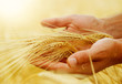 Wheat.Harvest concept