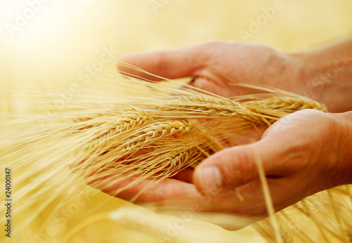 Photo: Wheat.Harvest concept Wheat.Harvest concept