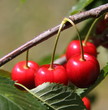 Cerises bigarreaux