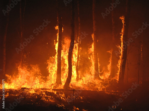 Photo: Large flames of forest fire Large flames of forest fire