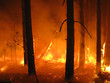 Photo: Disaster with fire in the forest Disaster with fire in the forest