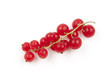 Red currant