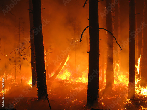 Photo: Disaster with fire in the forest Disaster with fire in the forest