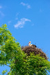 Stork in the nest