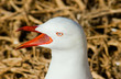Gull's Head