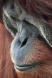 1007028 - Orang Utan