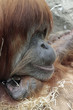 1007031 - Orang Utan