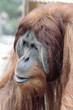 1007032 - Orang Utan