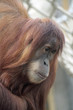 1007037 - Oran Utan