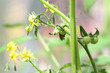 Tomatenstaude