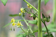 Tomatenstaude