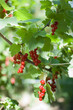 the currant