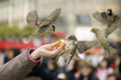 Sparrows Eating Sparrows Eating