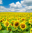 sunflower field