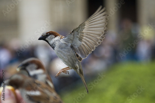Foto: Sparrows Eating Sparrows Eating