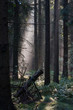 Sunrays in early morning in the woods. Sunrays in early morning in the woods.