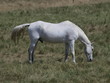 Caballo en Fuentesauco (Zamora)