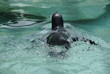 Pinguino in acqua