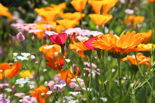 Foto: Colourful meadow flowers Colourful meadow flowers