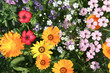 Calendula with different flowers