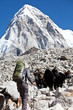 Himalayan