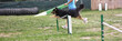 Agility Dog