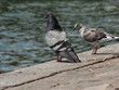 pigeons pigeons