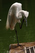 IntermediateEgret