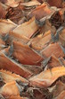 Baumrinde einer Palme