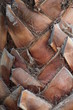 Baumrinde einer Palme