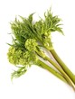 Coscoll (plante sauvage comestible) Coscoll (plante sauvage comestible)
