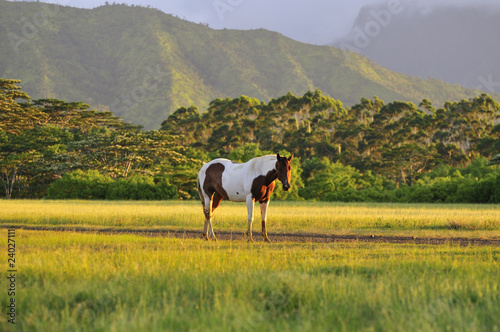 Photo: Appaloosa horse Appaloosa horse