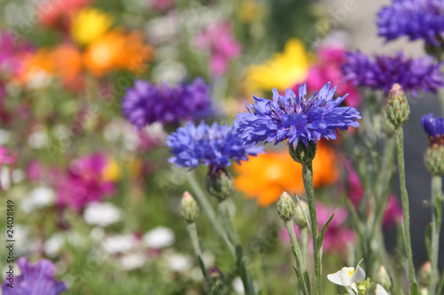 Foto: Meadow with corn flowers Meadow with corn flowers