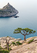 pine tree