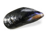 moule fermée moule fermée
