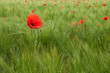 Poppies in a green wheat field
