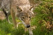 wolf in norway